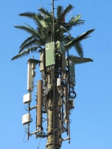 5G on palm tree